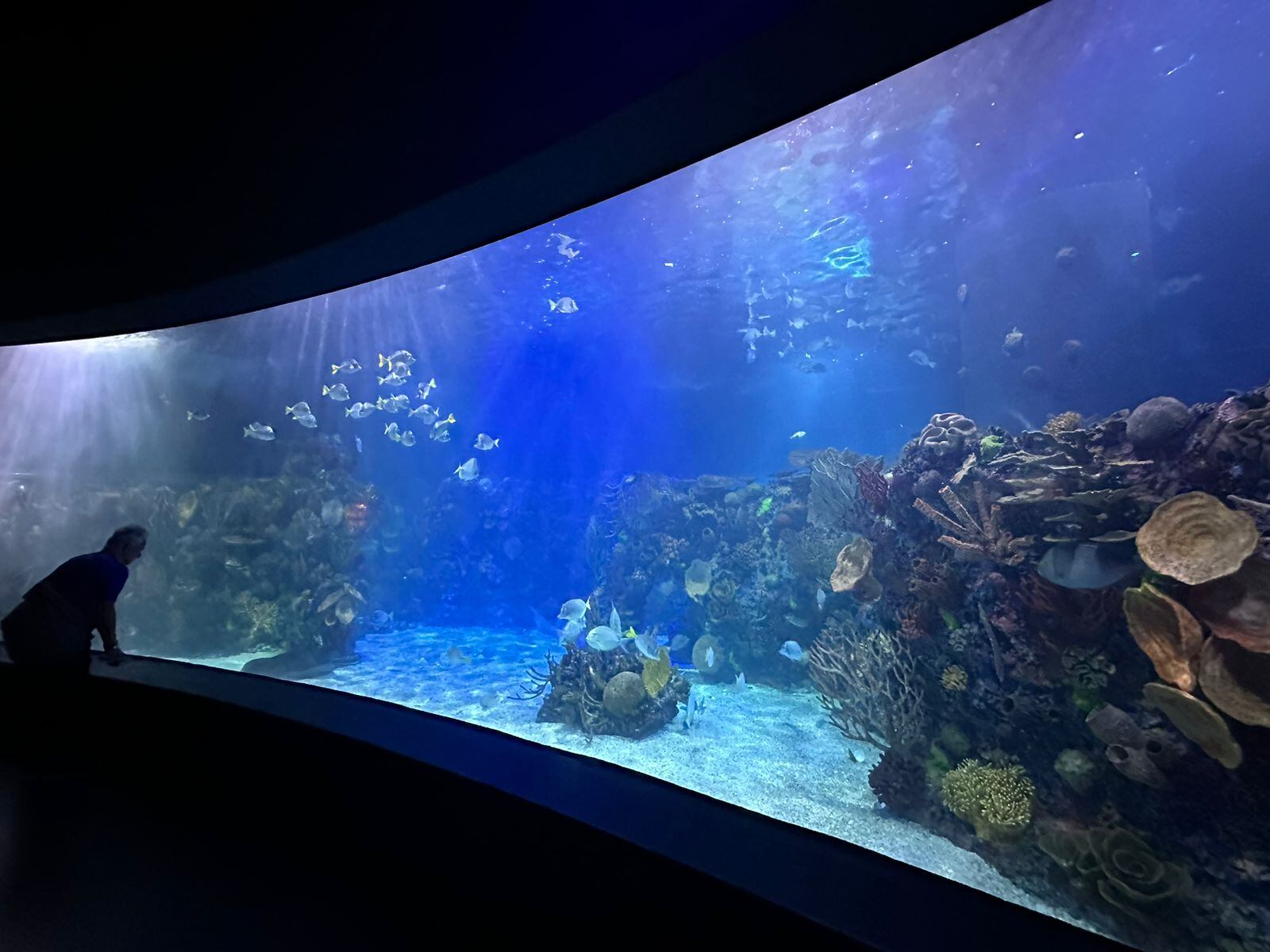 La primera pecera es increíblemente grande.