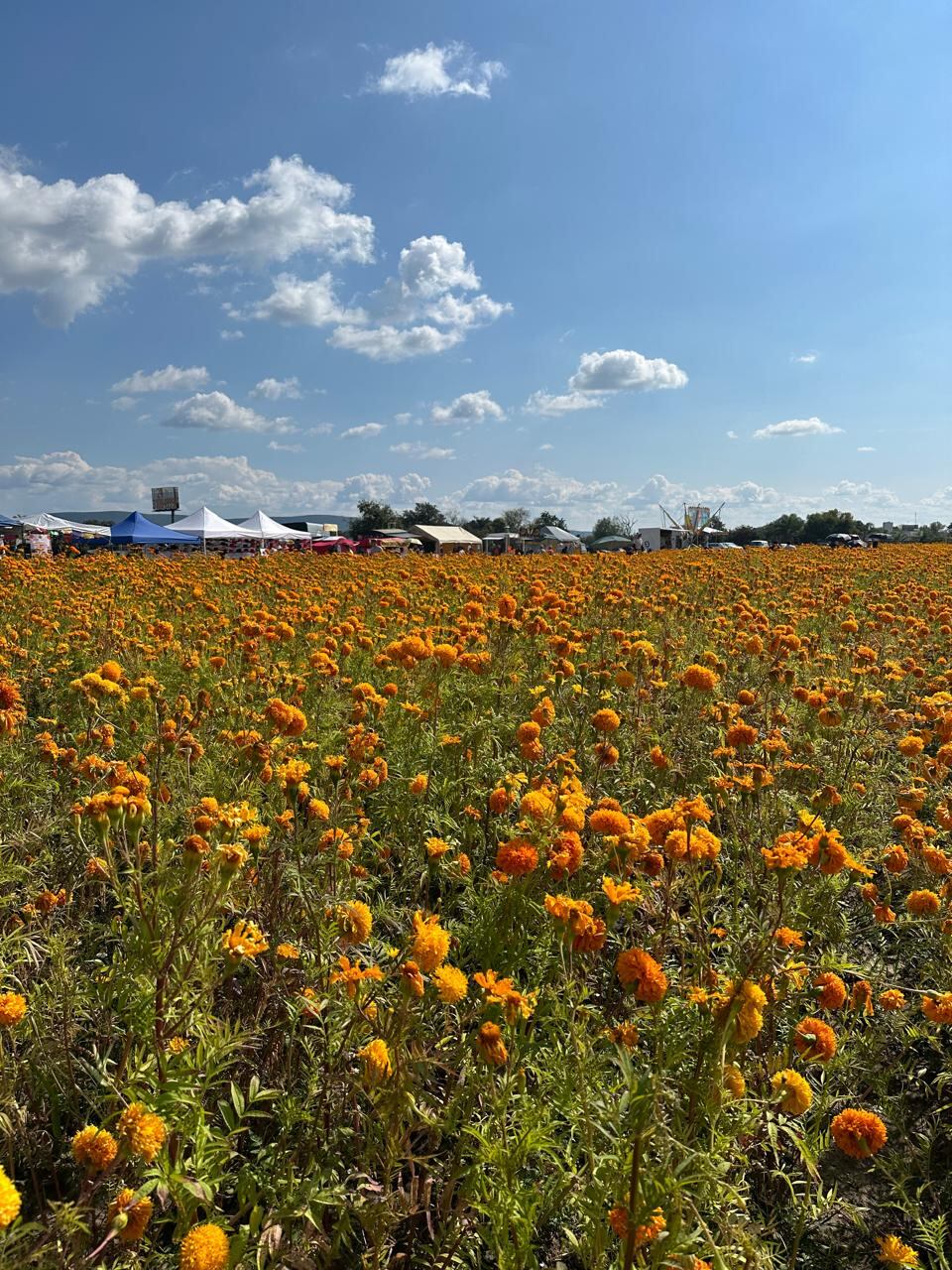 Este es el impresionante campo de flores de cempasúchil, o mejor conocida como flor de muerto.