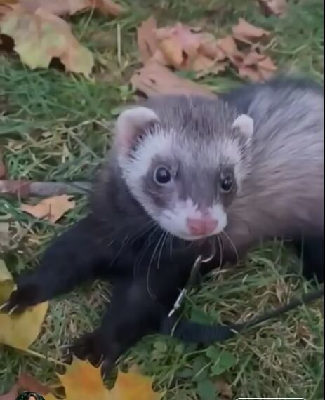 Ella es Turi, la nueva mascota de la familia de Carlos Alvarado