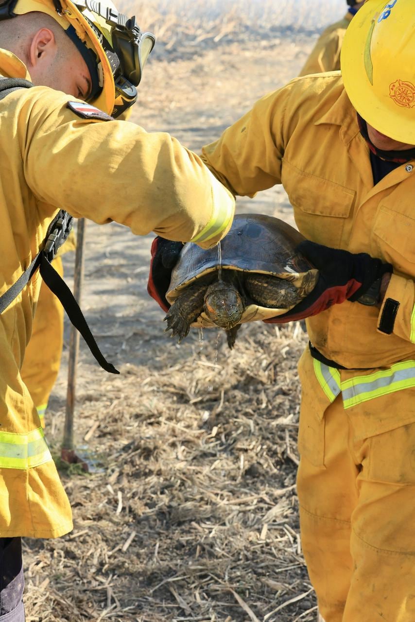 Una tortuga que intentaba escapar de las llamas se convirtió en uno de los rostros más impactantes de la emergencia que enfrenta el Parque Nacional Palo Verde, en Guanacaste. Foto: Bomberos
