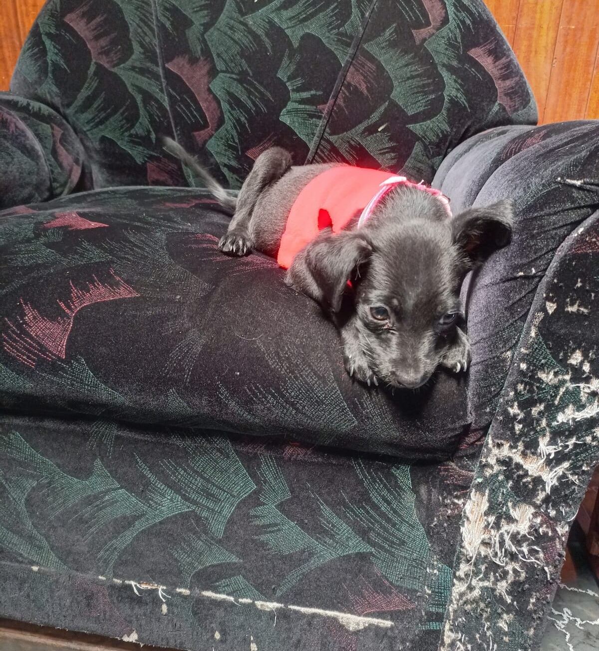 En Llorente de Tibás vive una perrita que parece salida de una historia de milagros. Se llama Venus, es zaguate pura sangre, tiene tres años y es la razón por la que en la casa de doña Francini Villalobos, de 31 años, siempre hay risas