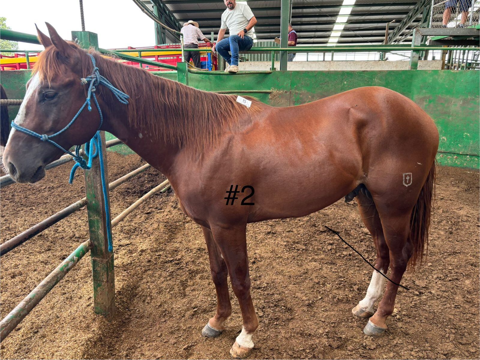 Los ocho caballos decomisados en la casa de una conocida barrilera de Pérez Zeledón, esposa de un supuesto líder narco, dejaron una millonada para Estado costarricense. Foto: ICD para La Teja
