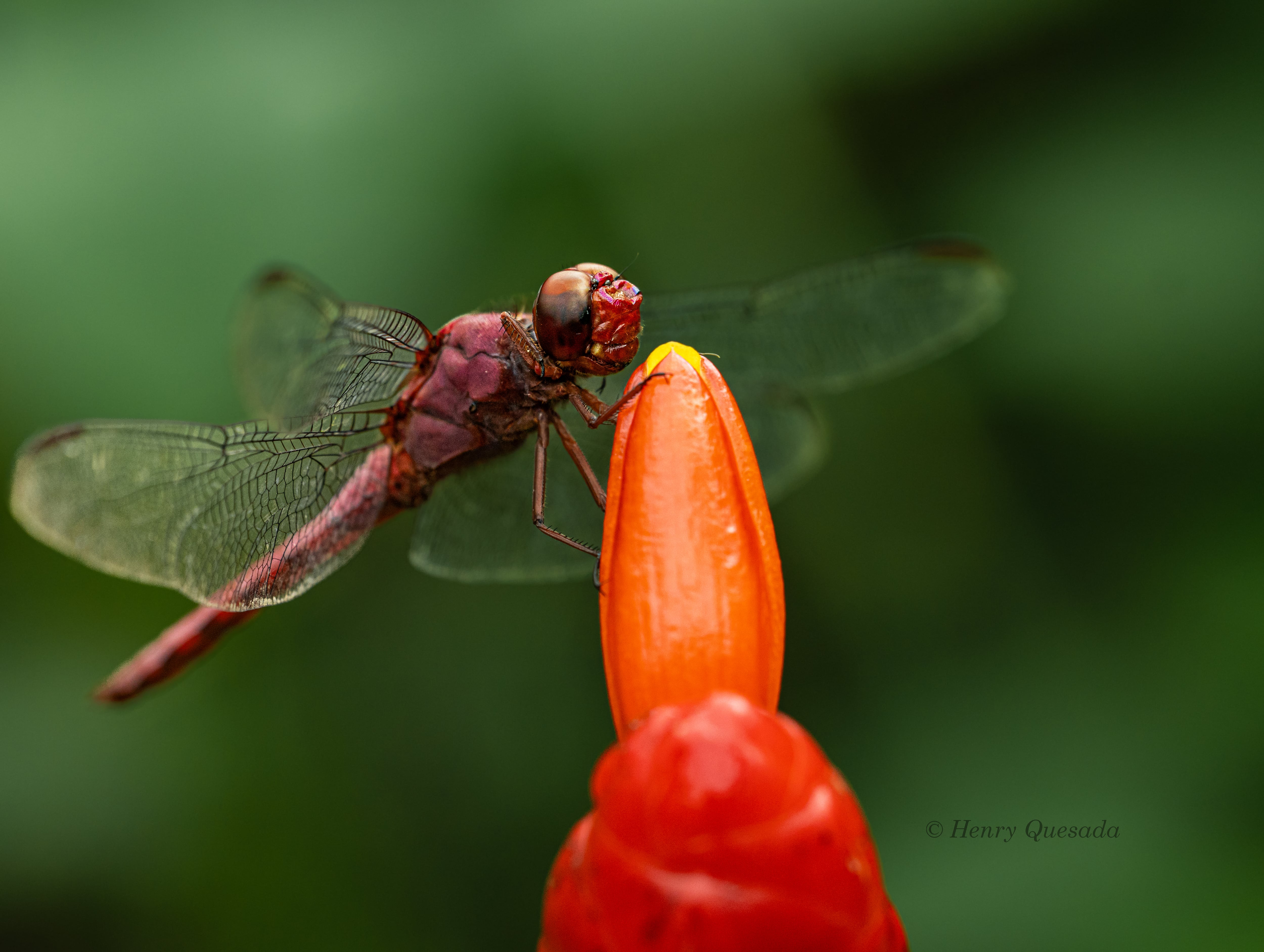 El sancarleño Henry Quesada Agüero, vecino de Ciudad Quesada, puso el nombre de Costa Rica muy en alto luego de ganar el primer lugar en un concurso internacional de fotografía organizado por la Facultad de Ciencias Exactas y Naturales de la Universidad Nacional de Mar del Plata, en Argentina. Al realizar una macrofotografía del corazón de un girasol