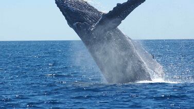 Avistamiento de ballenas: Todo lo que necesita saber de los ‘tours’ en Quepos y Bahía Ballena