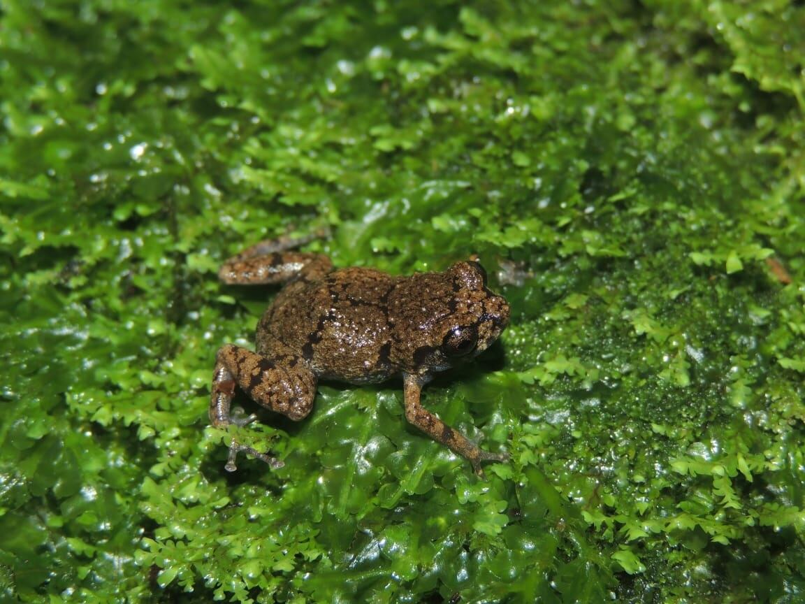 Sin ser científico, Stanley Salazar, ha descubierto tres especies de ranas ticas