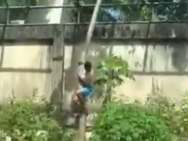 Leona mató a joven en zoológico de Brasil tras invasión a su recinto. El animal está en observación y no será sacrificado.