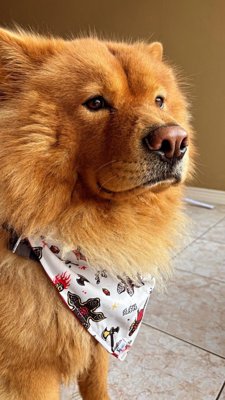 En una casa de Calle Blancos hay un miembro de la familia que no habla, pero dice muchísimo. Se llama Maximiliano, aunque todos lo conocen como Max, y es un Chow chow y la mamá humana se llama Hazel Zúñiga.