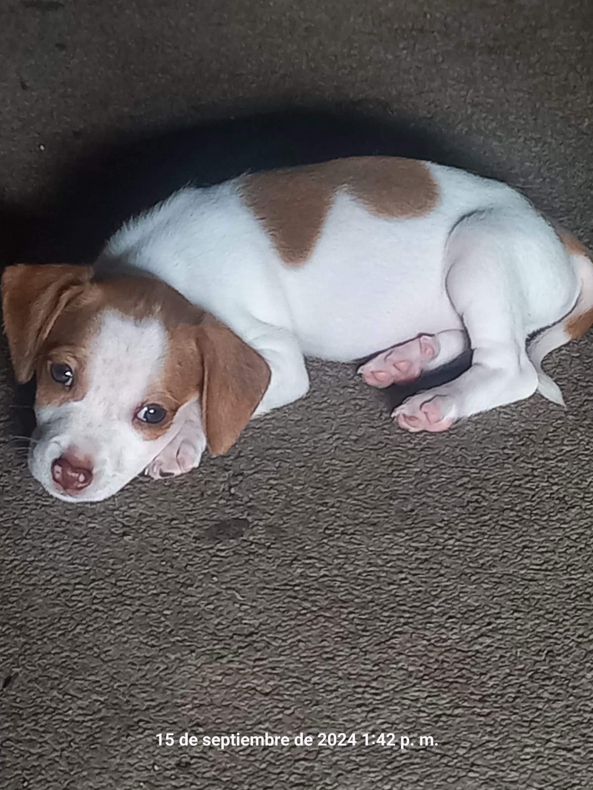 Jack es un perrito raza Jack Russell terrier y su mamá humana es doña Gabriela Mesén. Son vecinos de Pavas
