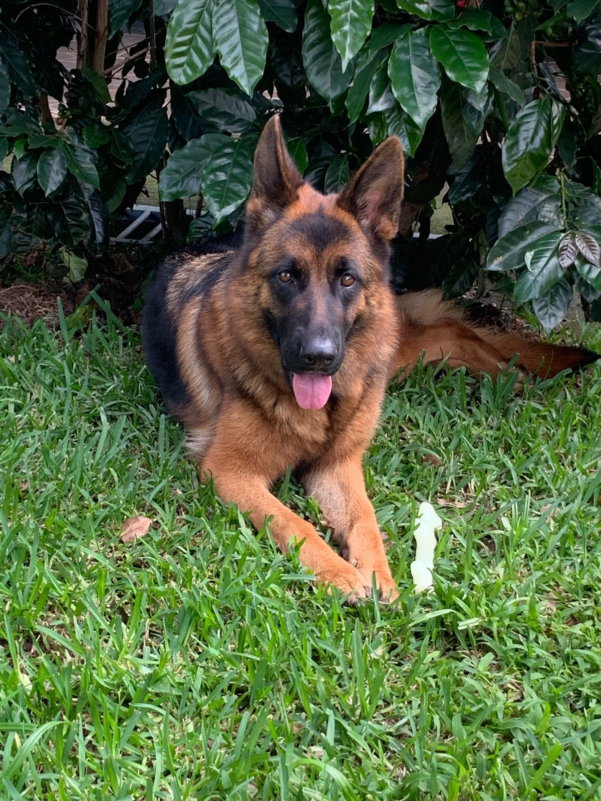 nueva campaña del Colegio de Veterinarios de Costa Rica, el cual propone educar a los dueños de perros para que conozcan el significado de los 7 colores en collares, tal y como se utiliza internacionalmente. En la foto Lara.