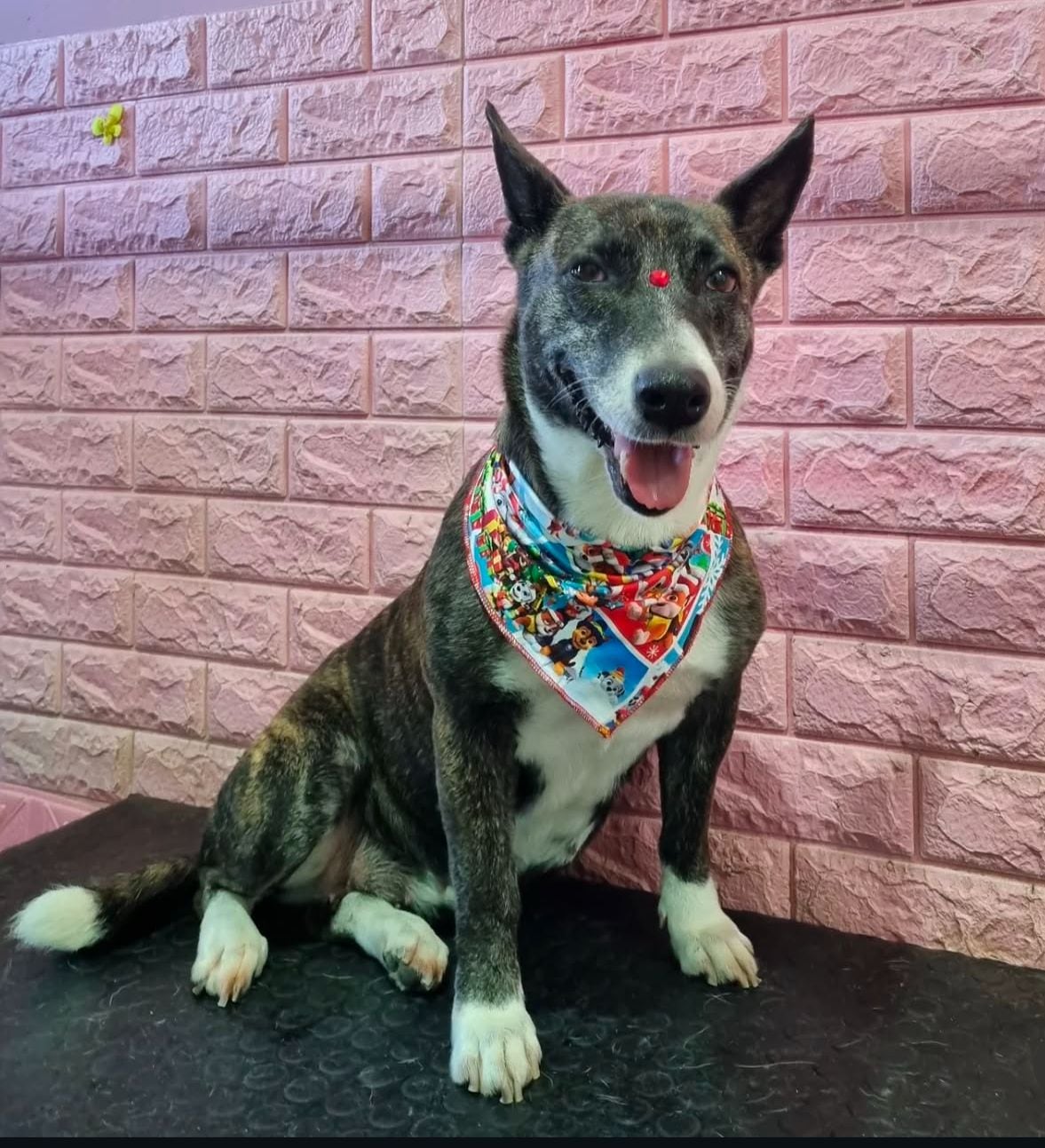 En sus 5 años de vida, Greta, una perrrita de raza zaguatica pura sangre, jamás tuvo una Navidad como la que disfrutará este 2024: en una casita, amada por una familia, con regalitos que abrir, con una cenita especial y mucha felicidad. Ahora la zaguatica tiene mamá, se llama Mariel García Mora, también tiene papá, José Daniel Hernández, incluso tiene abuelito, don William García, quien ni lo pensó para enamorarse de Greta y darle uno de sus primeros regalos: una camita nueva de paquete para que pase las noche calentita y cómoda.