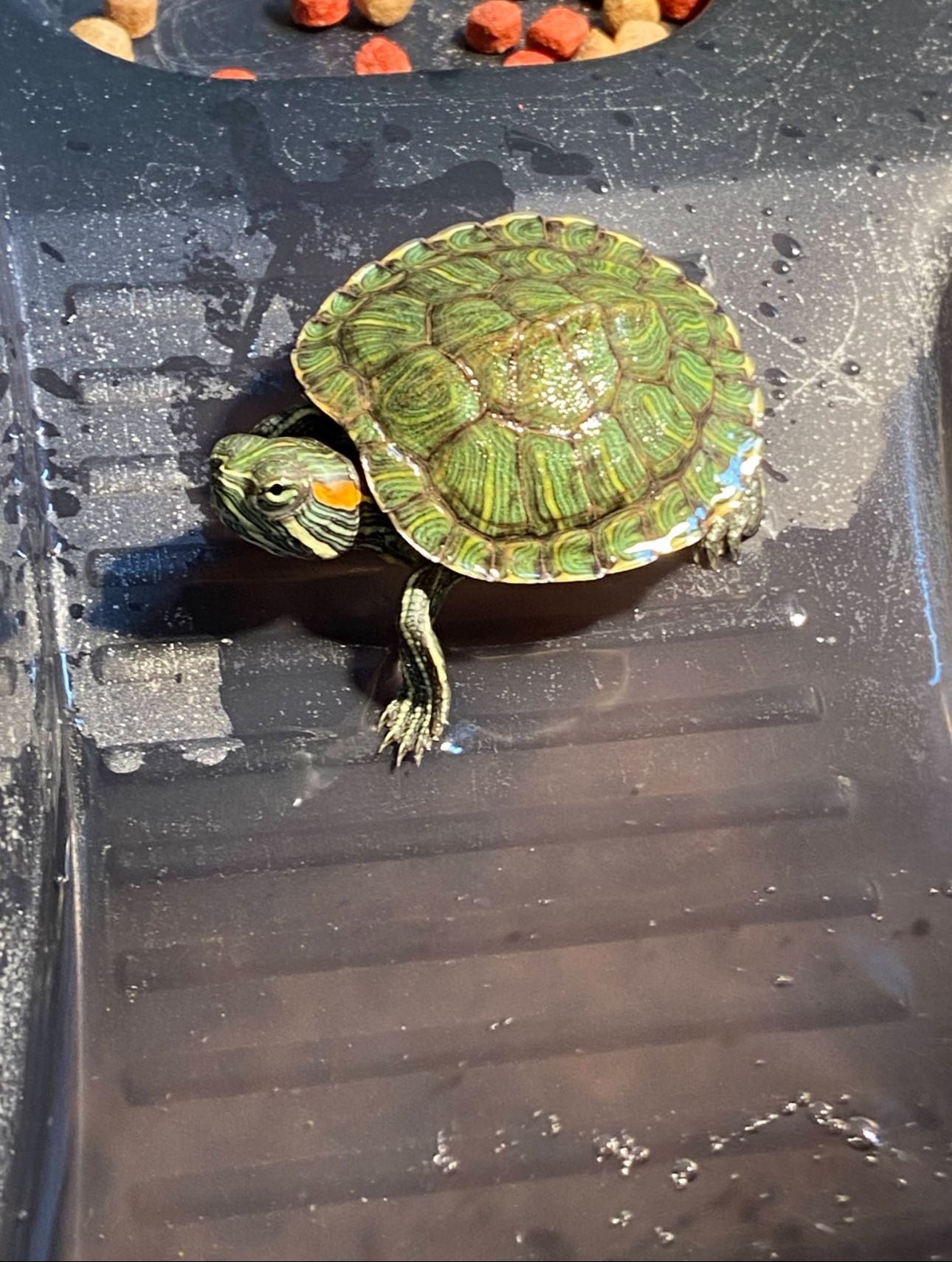Historia de Veloz, la tortuga de agua dulce que “resucitó”, conquistó a un niño con autismo y cambió la vida de una familia costarricense en Estados Unidos. Blanca Madrigal, tica en Nueva Jersey, nos la cuenta.