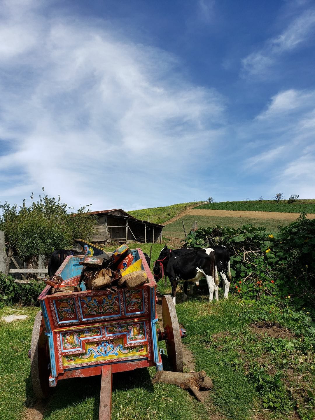 Daniel Alvarado Portuguez es vecino de Llano Grande de Cartago, tiene 47 años y es boyero de profesión, de tiempo completo, de levantarse de madrugada y terminar el jornal a eso de las 3 de la tarde: medio almorzado y bien trabajado.