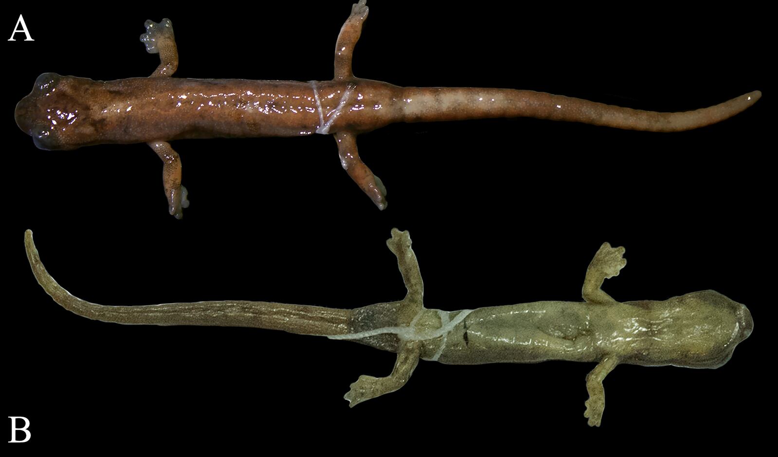 Fotografía de una de las nuevas especies de salamandra, tanto por el frente como por el revés.