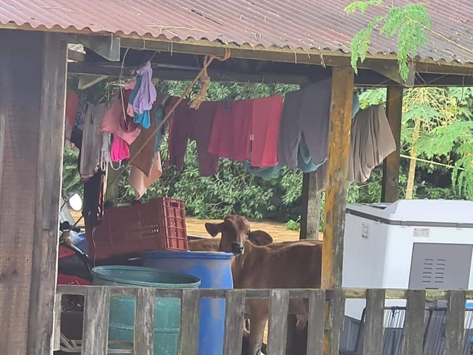 Inundaciones en Boca San Carlos, Boca Tapada, Cureña y Cureñita. Foto Edgar Chinchilla.