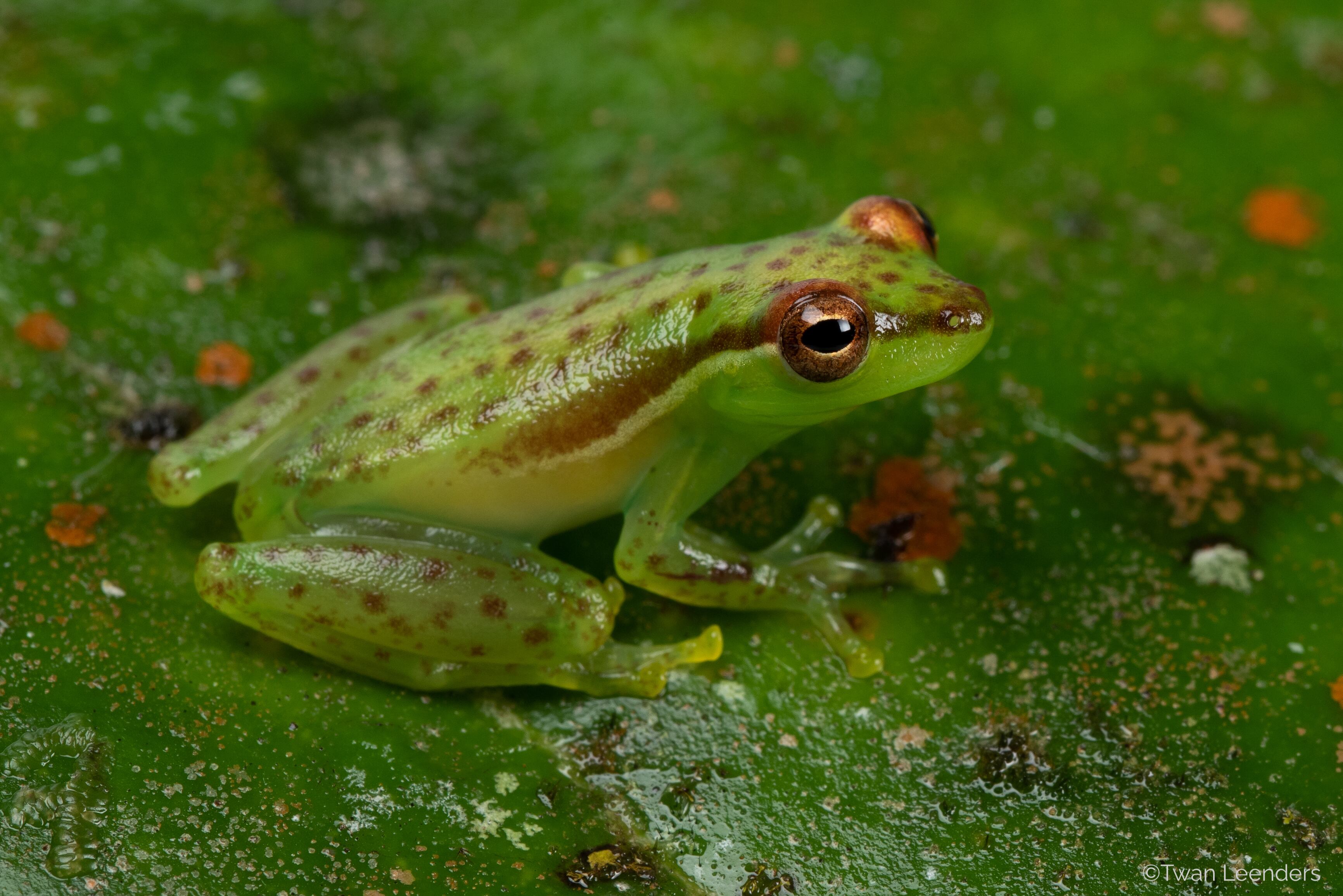 La Fundación Costa Rica Wildlife anuncia con mucha emoción el descubrimiento de una nueva especie de rana escondida entre el Volcán Tenorio y el Volcán Miravalles. Fue descubierta por Donald Varela Soto, un guía naturalista de Bijagua, en la reserva biológica Valle del Tapir