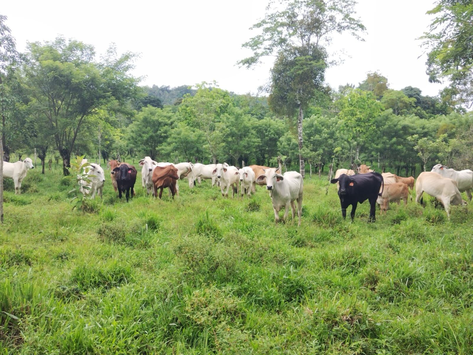 El pasado 23 de julio el toro Macho salvó a sus 30 vacas de las cabezas de agua del río Aguas Zarcas.
