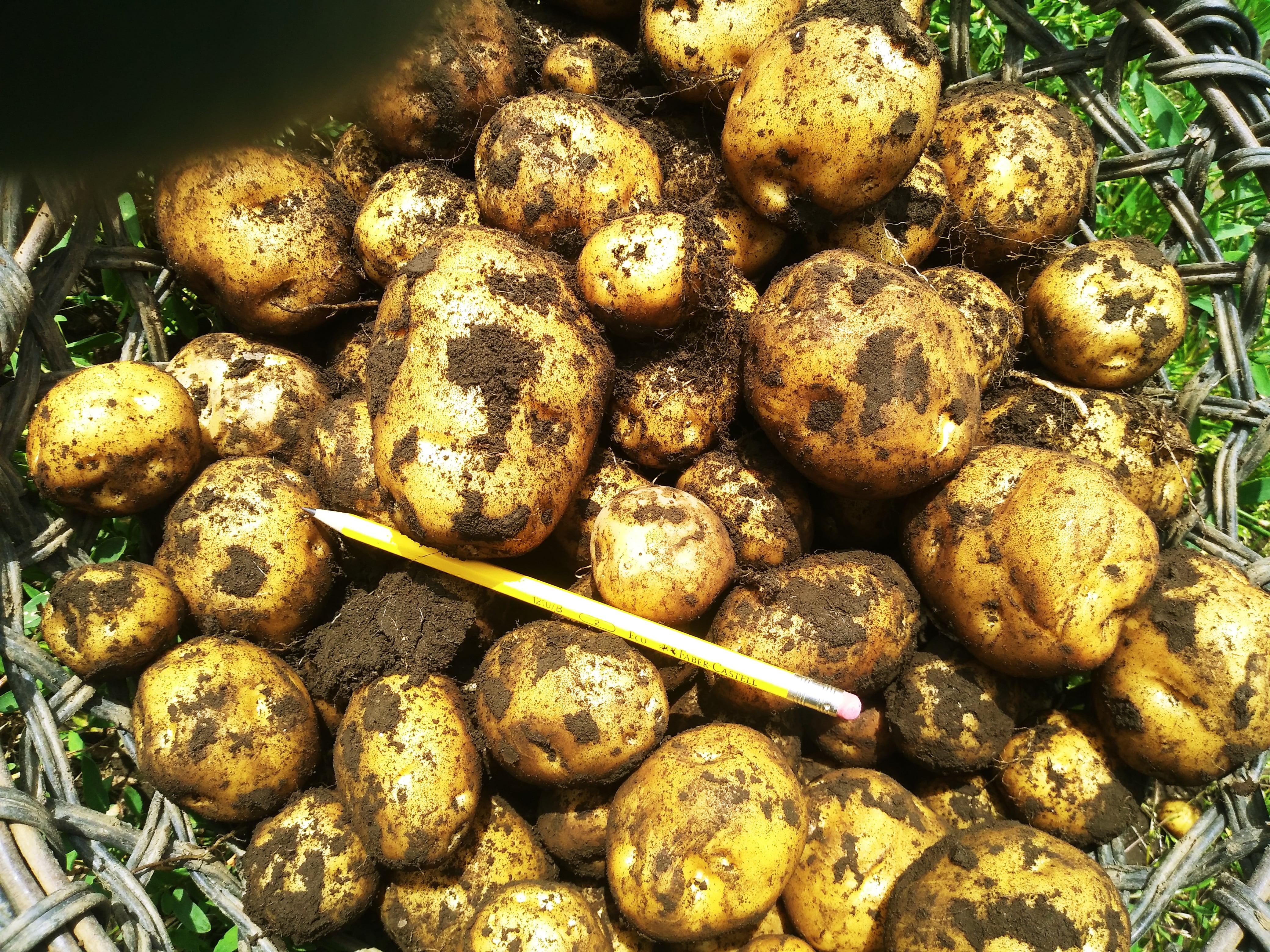 Un agricultor de la pura cepa, vecino de Tierra Blanca de Cartago, de esos que nacen, crecen y viven rascándole la panza a la tierra para lograr la mejor cosecha, desarrolló la superpapa más resistente y sabrosa de la historia de Costa Rica, él le puso Criollitica. Tiene 60 años de edad y es el doctor Arturo Brenes Angulo, coordinador del Laboratorio de Biotecnología de Plantas (LBP) del Centro de Investigaciones Agronómicas (CIA) de la Universidad de Costa Rica (UCR), en donde durante 15 años este agricultor trabajó para lograr la superpapa.