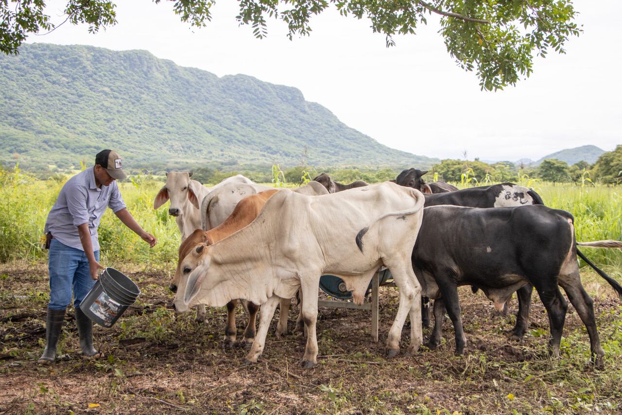 BN apoya al sector ganadero del país a través de distintos programas.