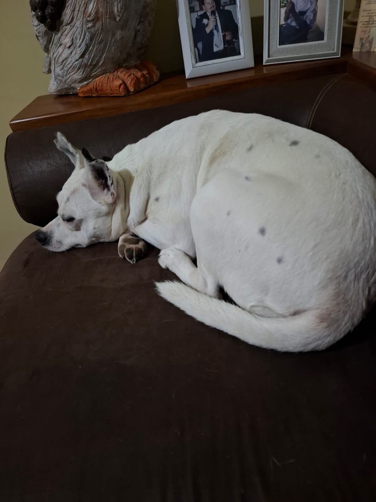 Isabel Camacho Gutiérrez es de esas mujeres que llevan a la Negrita metida en el alma. Mariana hasta los huesos, devota desde niña, con 65 años encima y un corazón que no deja de creer en los milagros, el año pasado recibió uno que vino con patitas, cola y un par de ojitos que le cambiaron la vida: Julieta, una perrita rescatada durante la romería 2024 y que hoy es la princesa de su casa.