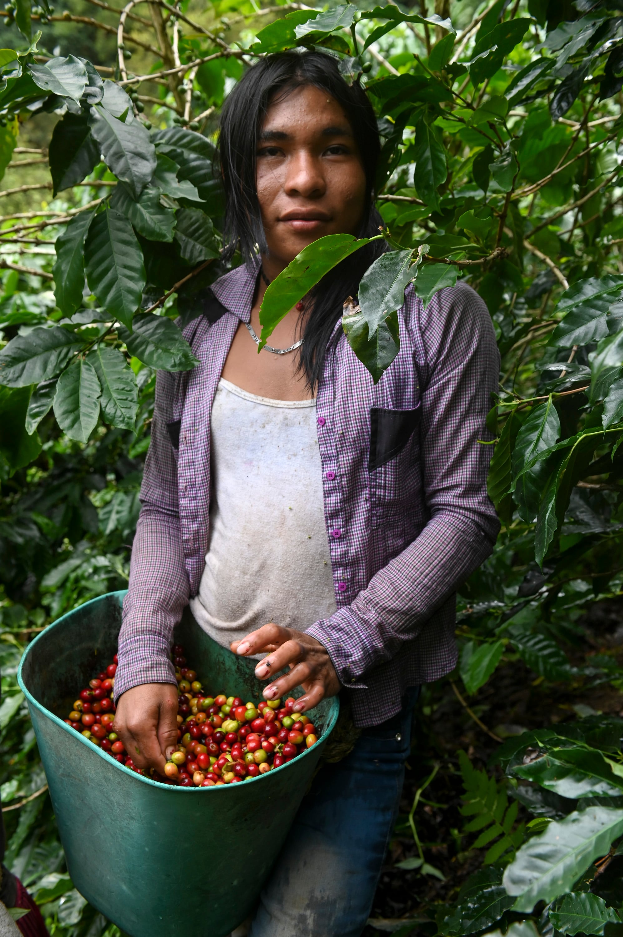 Indígenas transgénero en Colombia, una vida huyendo entre cafetales