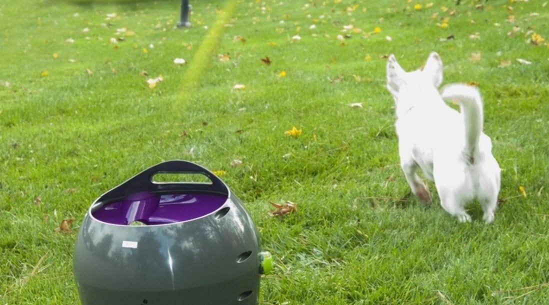 Artículos eléctricos para perros. Captura de pantalla.