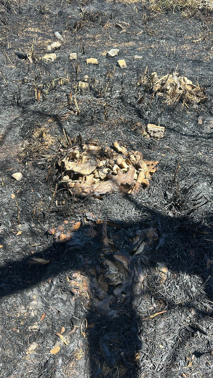 Bomberos que atendían un incendio de charral en urbanización Madeira, en Desamparados, encontraron 20 cuerpos de perros, en estado de osamenta. Foto: Bomberos