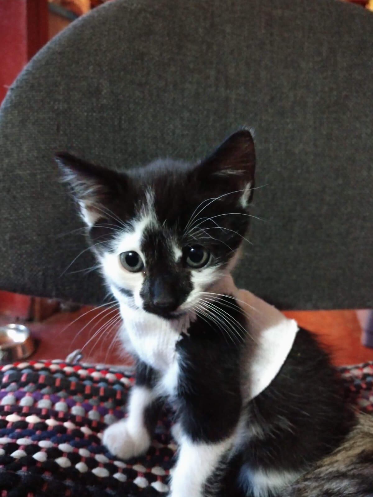 Ligia Taylor Mena, vecina de San Felipe de Alajuelita, nos cuenta cómo su gato Chuky le regaló amor y lecciones en tiempos de pandemia.