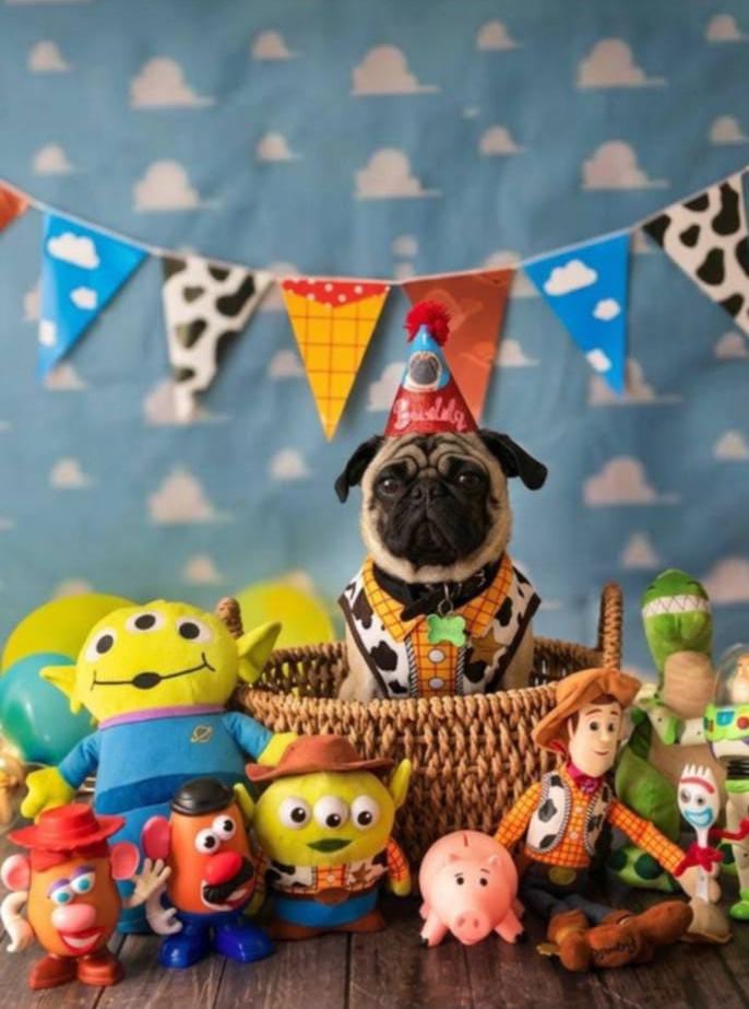 Buddy, el pug que llegó como regalo y terminó siendo el compañero inseparable de su abuelita humana, doña Francini Moya, de Paraíso de Cartago