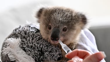 Australia mandó a matar a balazos a cientos de koalas y decisión indigna al mundo entero