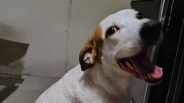 Perrita de hija de trabajadora de Teletica que estuvo desaparecida también fue hallada con vida