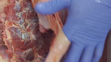 Policía Municipal decomisó carne con pelos, zacate y boñiga en varias carnicerías de San José