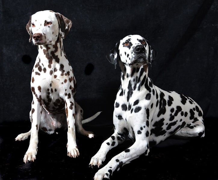 Dos hermosos dálmatas.