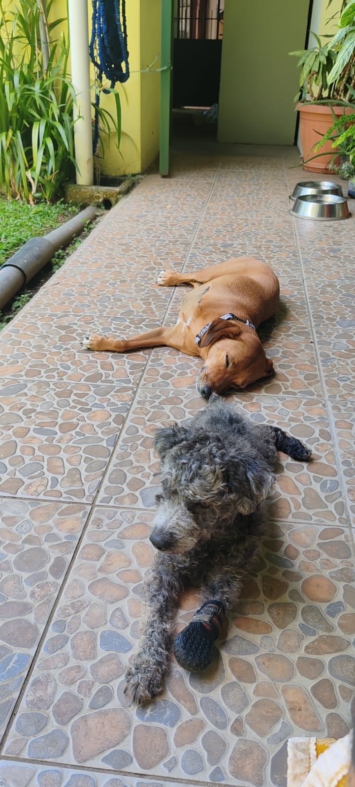 En la casa de José Luis Valverde Valverde, de 38 años, las limitaciones no existen. Allí viven cuatro perros y un gato, pero dos de ellos (Manita y Chonky) son la prueba viviente de que la vida siempre encuentra la forma de seguir adelante.