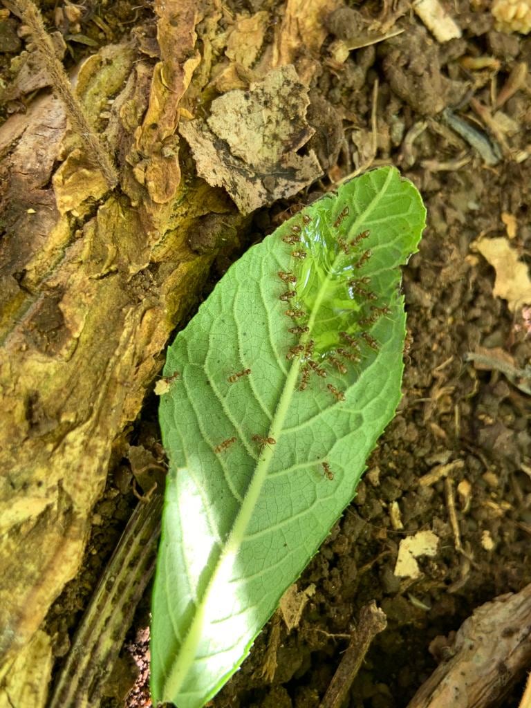 El Servicio Fitosanitario del Estado (SFE), del Ministerio de Agricultura y Ganadería (MAG), está alertando sobre la especie invasora conocida como “Hormiga loca”
