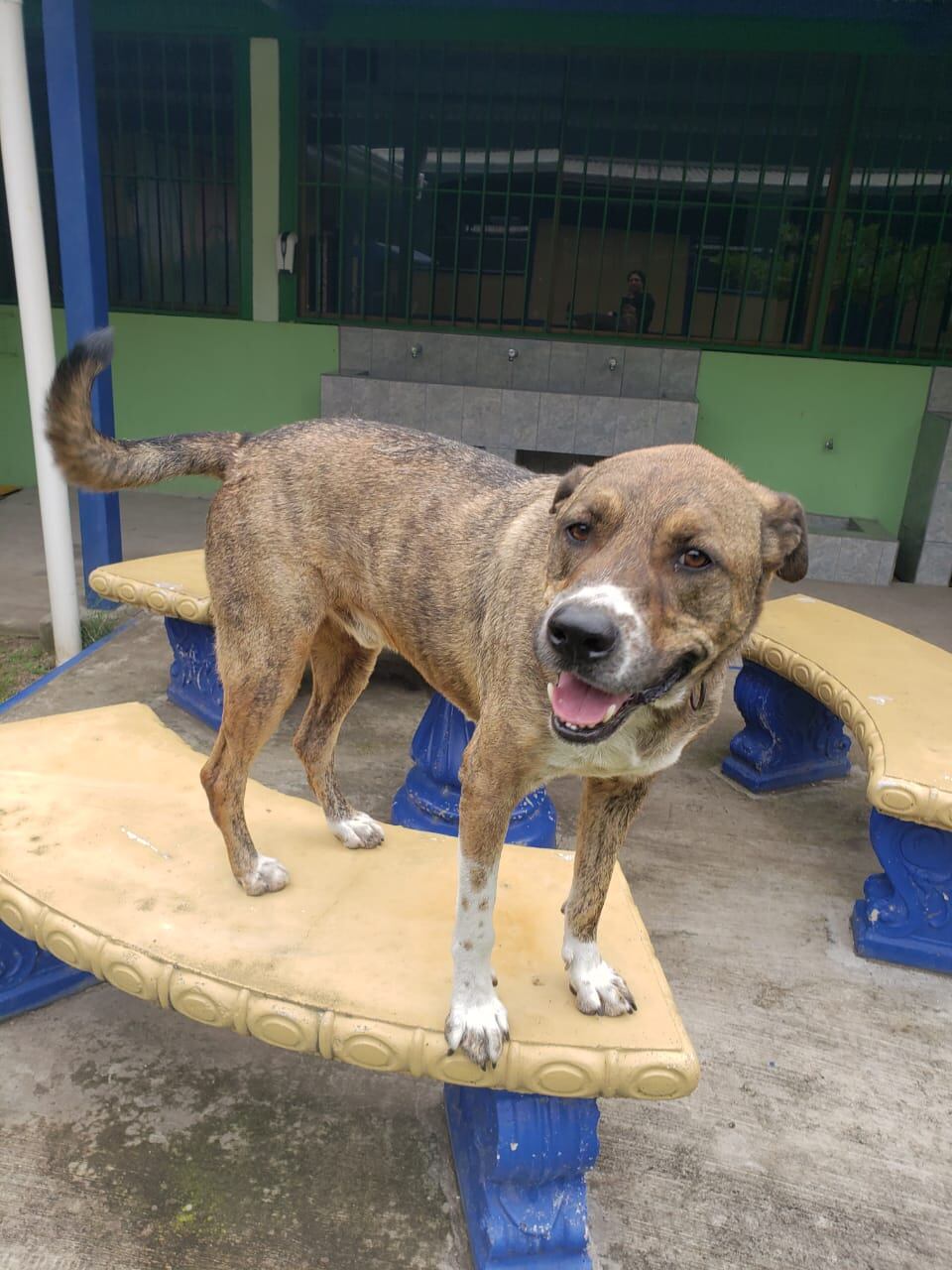 La comunidad del Colegio de Santa Ana está preocupada porque temen que los perros que están en colegio sean dados en adopción.