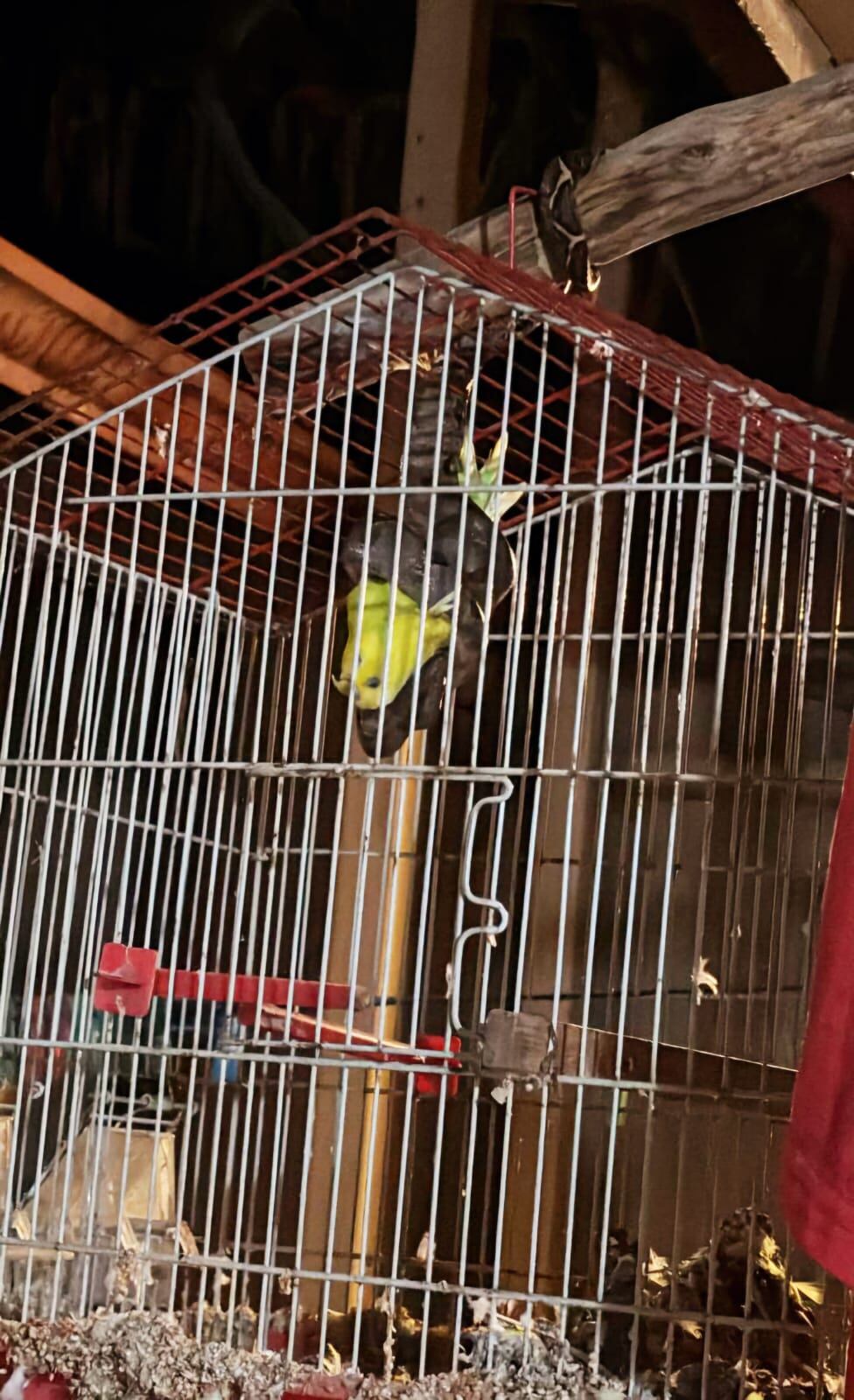 Culebras tienen a los vecinos de barrio desamparadeño atemorizado