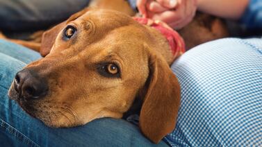 ¡Cuide a sus animales ahora más que nunca! Senasa reveló un hecho preocupante