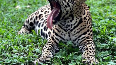 Jaguar tica gana concurso mundial por actitudes curiosas cuando cree que nadie la ve