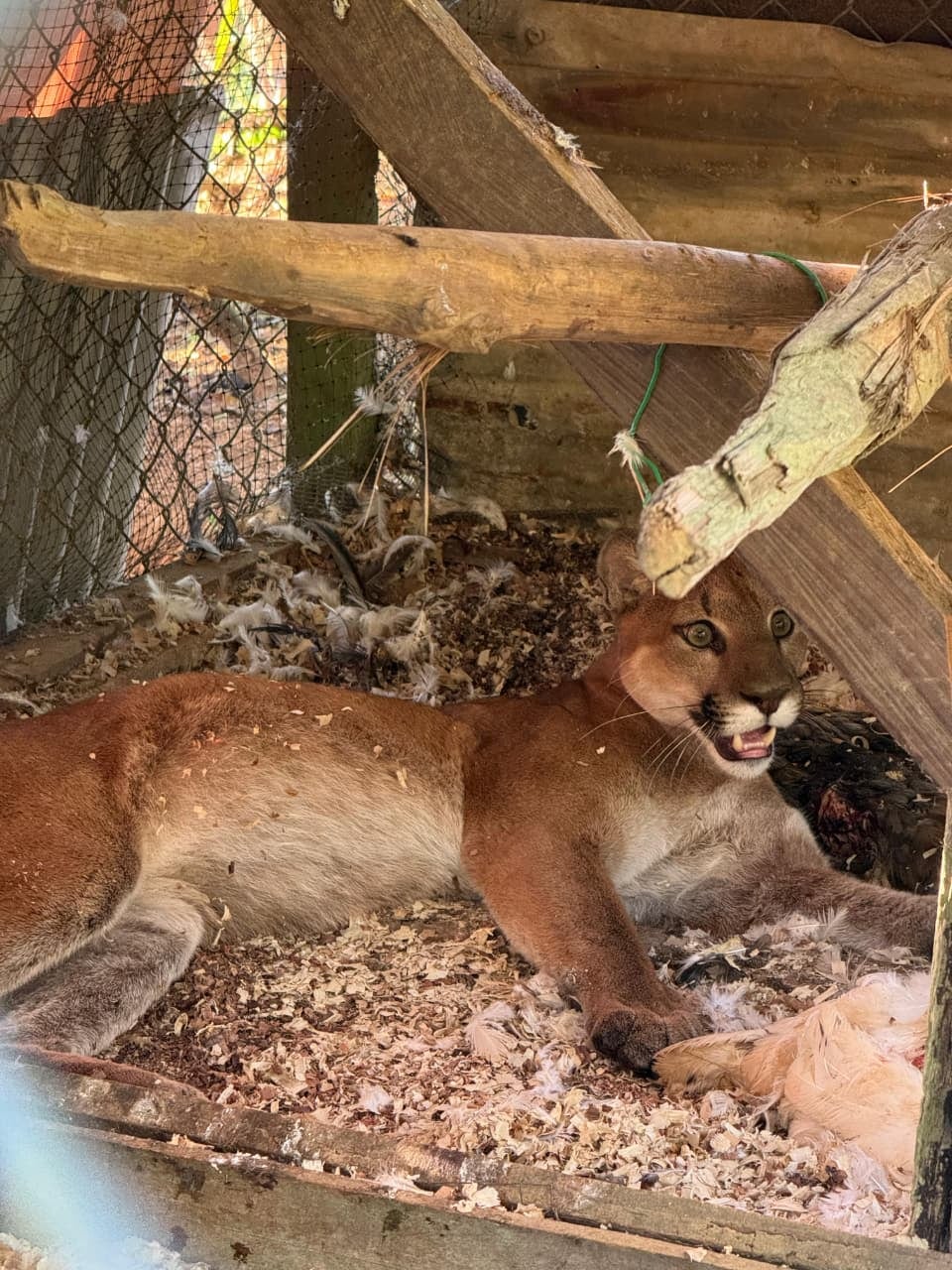 El puma (Puma concolor) es uno de los grandes felinos que habitan Costa Rica y una especie protegida, cuya presencia en zonas rurales se ha vuelto más frecuente debido a la reducción y fragmentación de su hábitat natural.