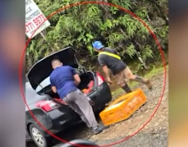 El OIJ busca a los sospechosos de apropiarse de varios pollos luego de que el camión que los transportaba tuvo un accidente