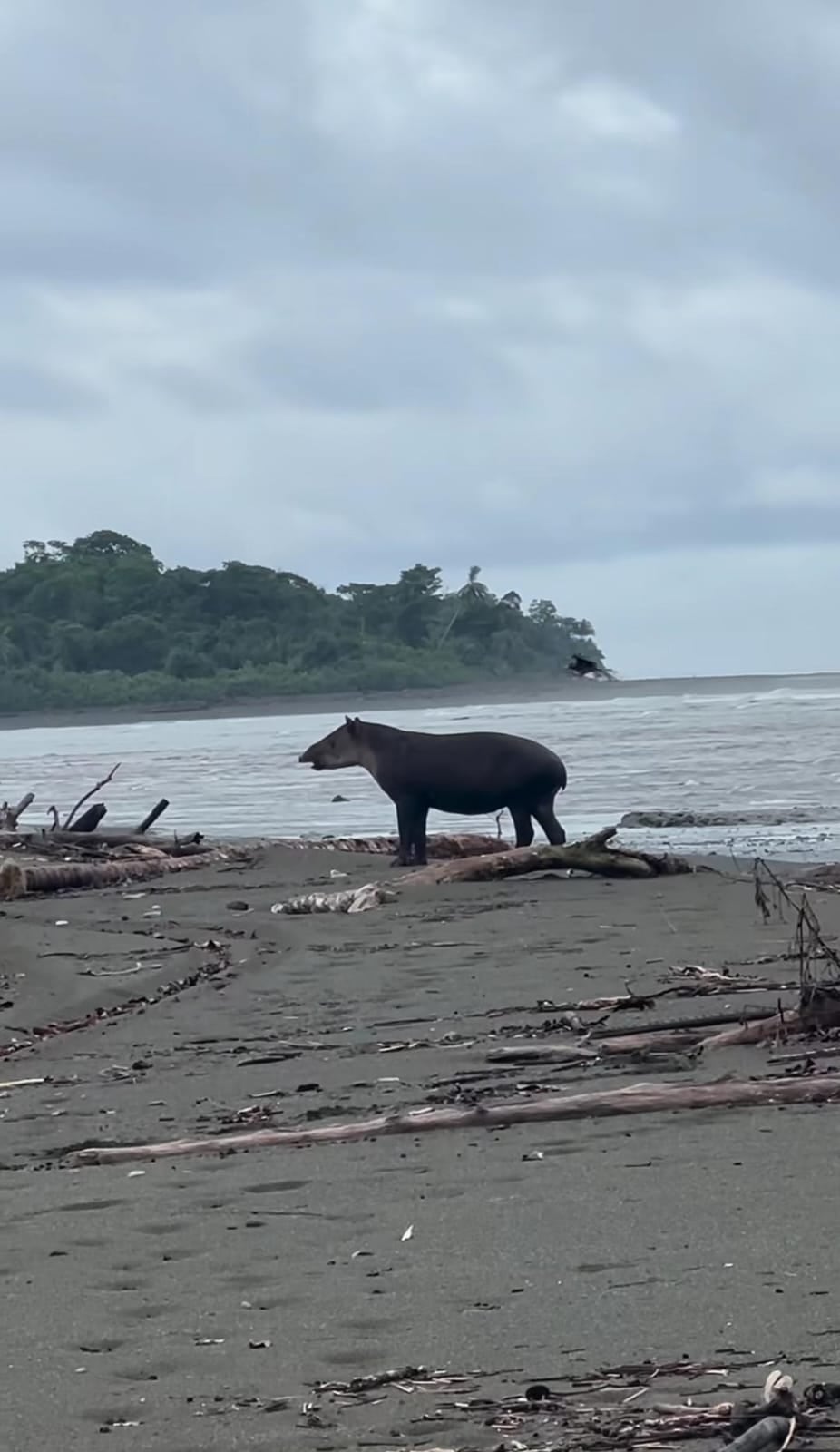 Dionisio "Nito" Paniagua es un guía del Parque Nacional Corcovado.