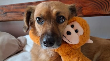 Lazzie Marie, la perra que botaron dentro de un saco y hoy es la reina de una familia en Cartago