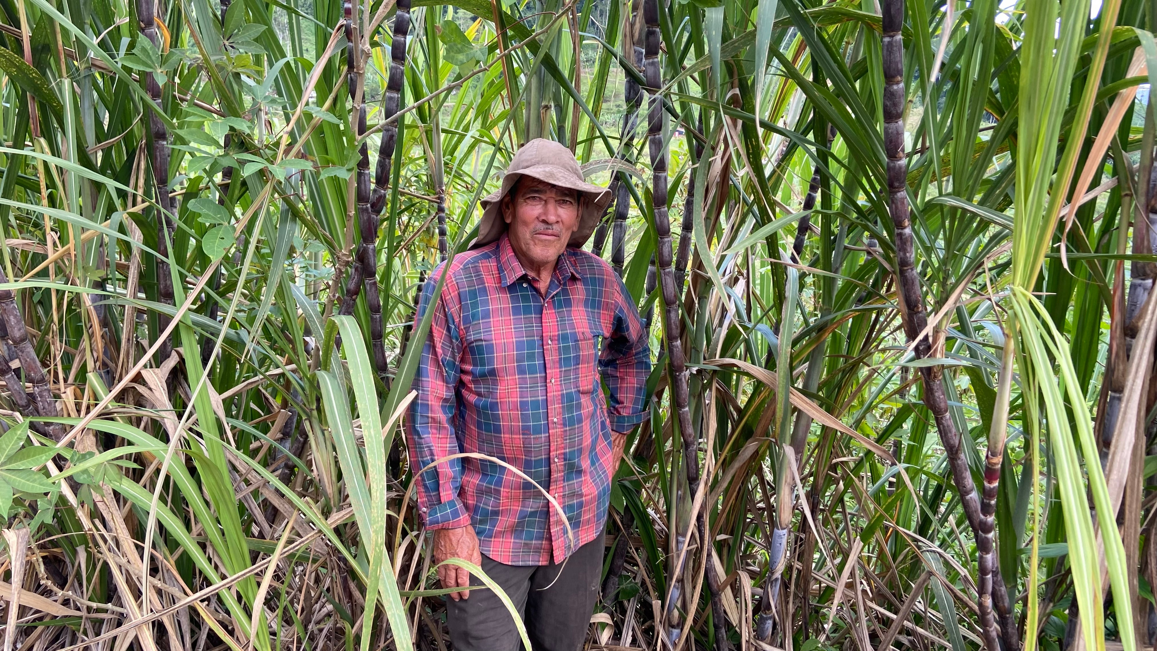 Don Martín Sánchez Montoya siembra caña desde hace 30 años: “Ser agricultor es una bendición que Dios me dio”