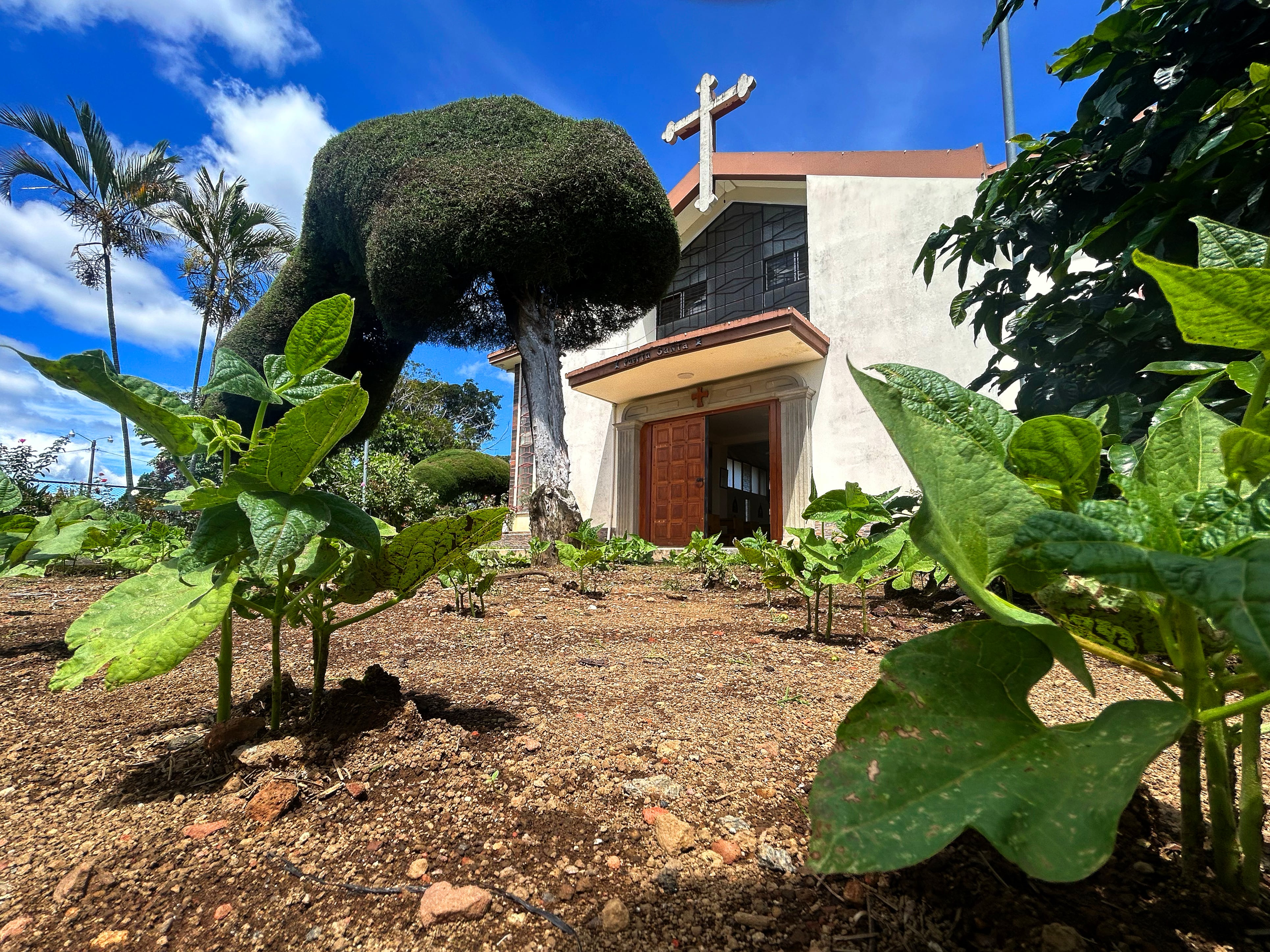Iglesia de San Isidro de Alajuela, única en el país con su propio cafetal