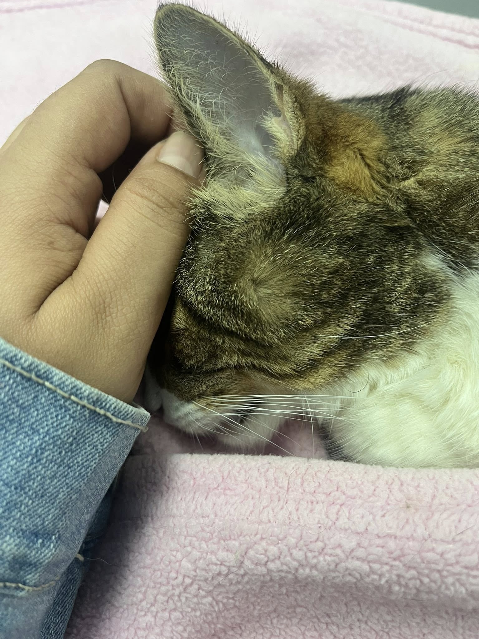 La exdiputada Paola Vega compartió la triste noticia de que su gata Nuska murió. Hace poco ella se enteró que tenía cáncer.