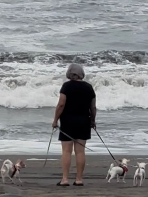 En El Porvenir de Desamparados, en San José, hay una casa donde tres pequeños chihuahuas mandan más que los humanos. Lo curioso es que la dueña del hogar, doña Milagro Monge León, durante buena parte de su vida no soportaba ni tener un perro cerca