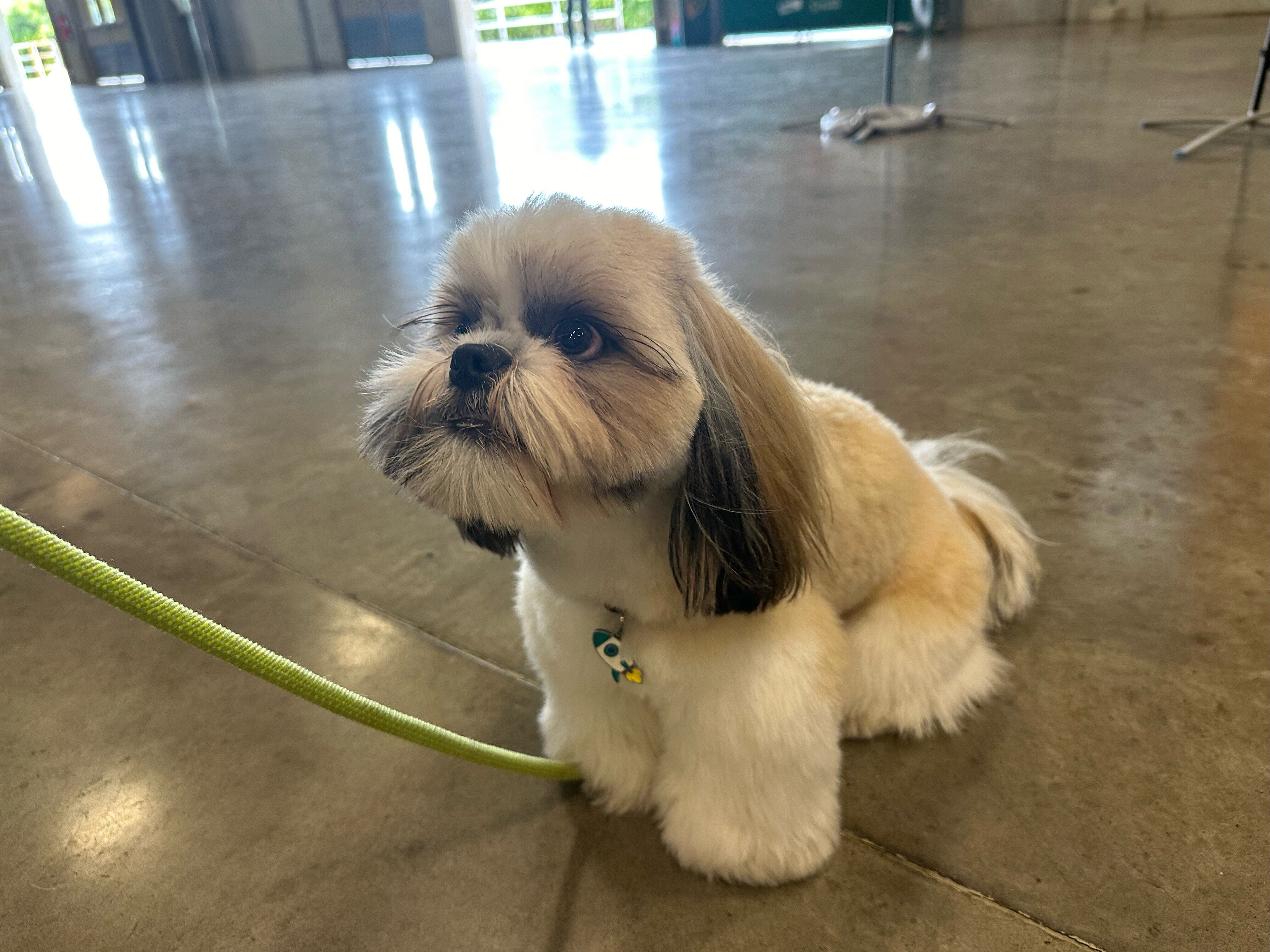 Viva Feria de Mascotas. Fotos para La Teja