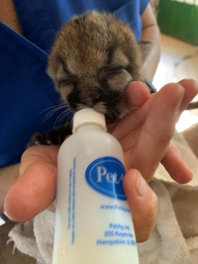 Pumita, puma que fue rescatada en Liberia. Foto cortesía Esther Pomareda.