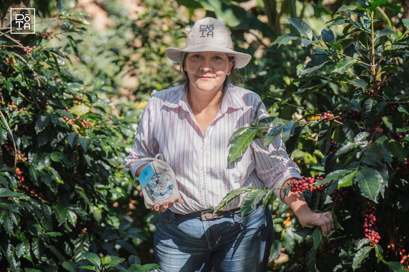 Como parte de su compromiso por generar un valor compartido y cerrar brechas en nuestras comunidades CoopeDota presenta su nueva edición especial, un café que visibiliza el trabajo, esfuerzo y pasión de las mujeres productoras y destaca su rol como empresarias rurales.