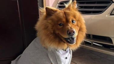 Maximiliano, el chow chow que se volvió el guardián peludito de una familia